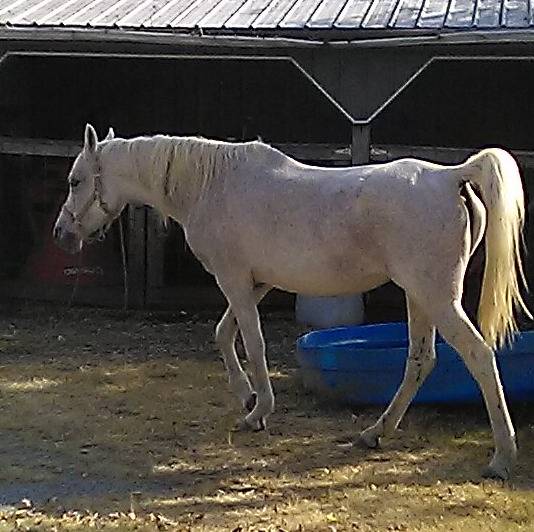 Kheoni is an Arabian that I rescued around Christmas last year. She was 1 week from death from starvation. She had been severely beaten until she lost the sight in her left eye, and she has hideous scars on her. She's only 16 but she is now retired from all work. It's taken time, but she has finally learned to trust me and is getting affectionate.
Yesterday, Kheoni colicked while the farrier was here. So we caught it really quickly, got the Vet out, and she's doing great.
