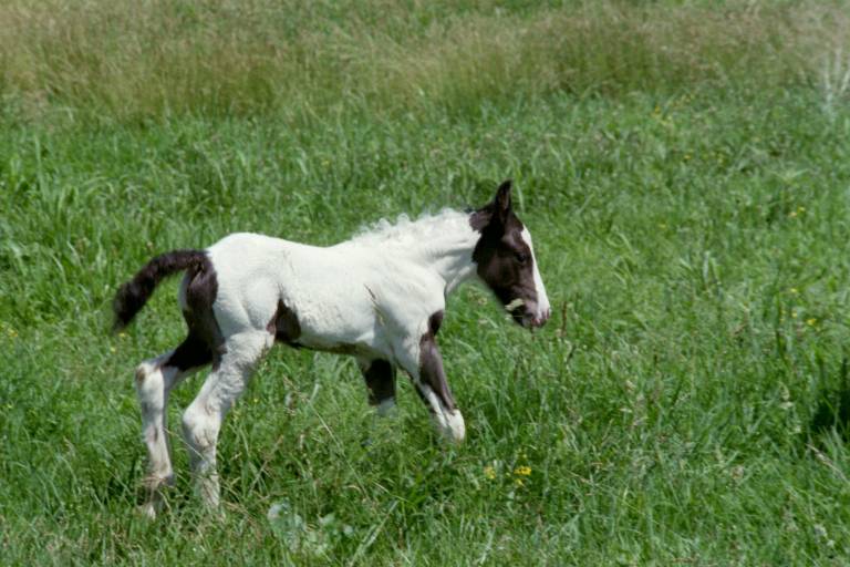 My first Gypsy Vanner foal born here. A daughter of Serenade born June 15, 2013.