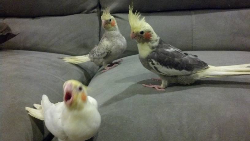 I just bought 4 young birds that haven't been weaned yet: 2 lutinos (white ones), a normal gray pied (on the right) and a cinnamon pearl pied (top left). They're too young to tell their genders.
  Update: The lutinos are females and the other 2 are males.