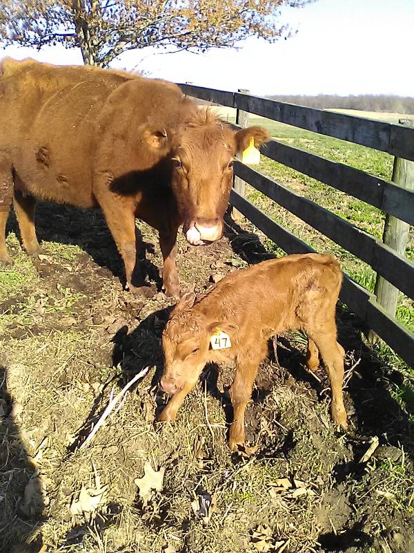 She's out of my favorite Red Angus cow by a purebred Red Angus bull. Definitely a keeper.