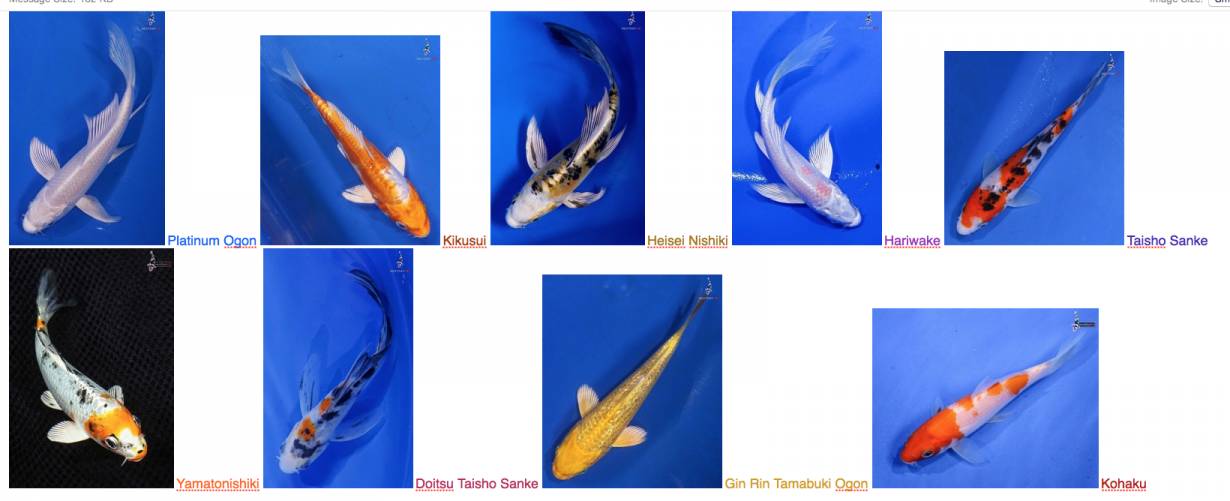 The auctions have ended, and these are the Koi I ended up buying. They range from 5 to 6 inches long with the exception of the Hariwake which is 4 inches long. They're due to arrive here Wednesday, April 1, 2020.