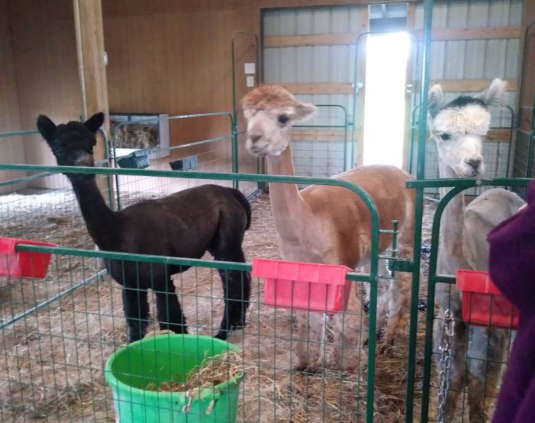 l-r  Julie,  Barbie & Ginnie