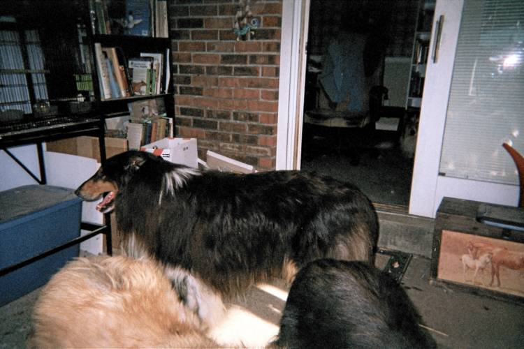 This is Cole, my old man with the health problems, in the sunroom.