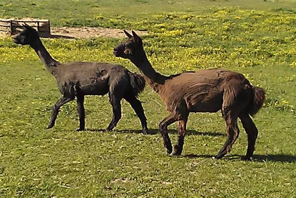 They were sheared on May 2nd, 2023. This is a few hours later, and they look scruffy.