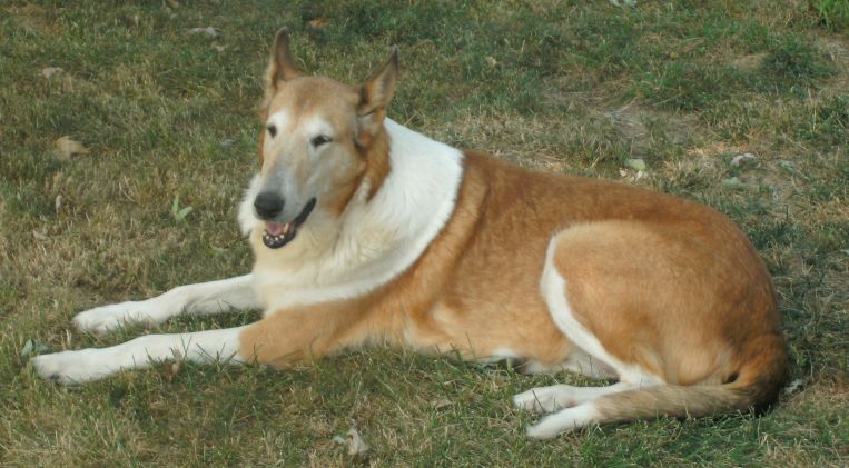 This is Hollie, another of my geriatric collies.  She is 10 to 11 years old, supposedly.  I think she's a little older.  She was rescued from the Puppy Mill as well, but she didn't have a single hair on her body at the time, from Sarcoptic Mange.  She's a wonderful girl.