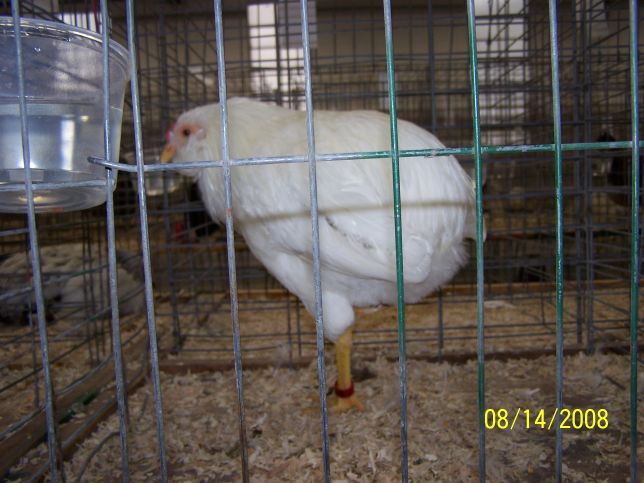 This is my KY State Fair blue ribbon winning Araucana cockerel.  The picture was taken at the fair by a friend of mine.