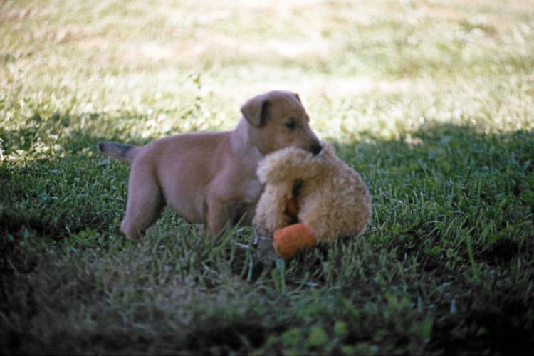 Bear is a smooth coat, and the first born.