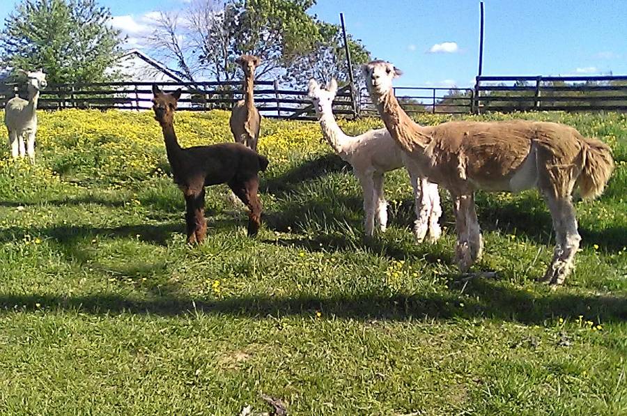 They were sheared on May 2nd, 2023. This is a few hours later, and they look scruffy.