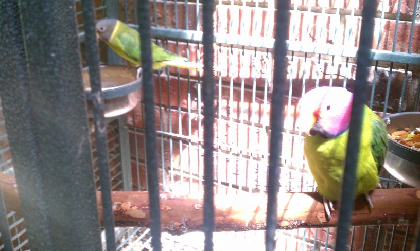 These are my newest birds. They're a bonded pair, and only 2-3 years old. Female on the left and male on the right.