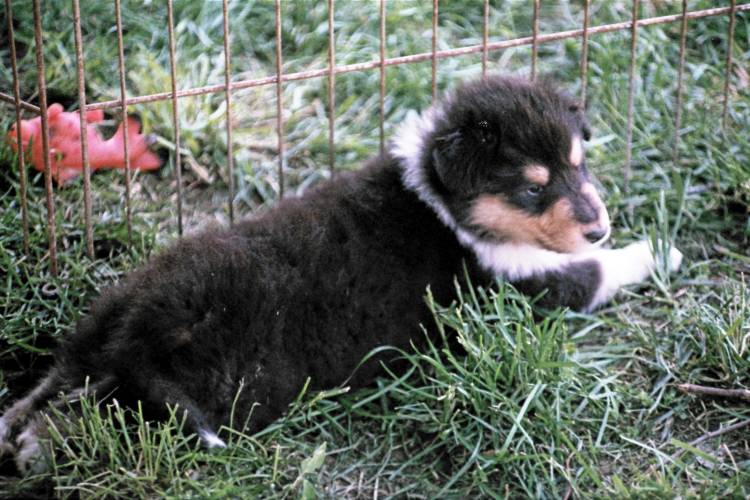 The only tricolor puppy in Sandy's accidental litter. A rough coat.