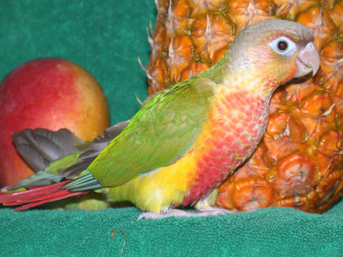 The newest addition to my menagerie is a Pineapple Conure. That's a color mutation of the Green Cheeked Conure. Now I need to find her a mate.