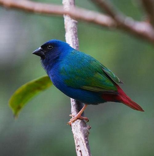 This is a slightly better picture of a male Forbes Parrot Finch. The female is paler in color. I just bought 2 pair.