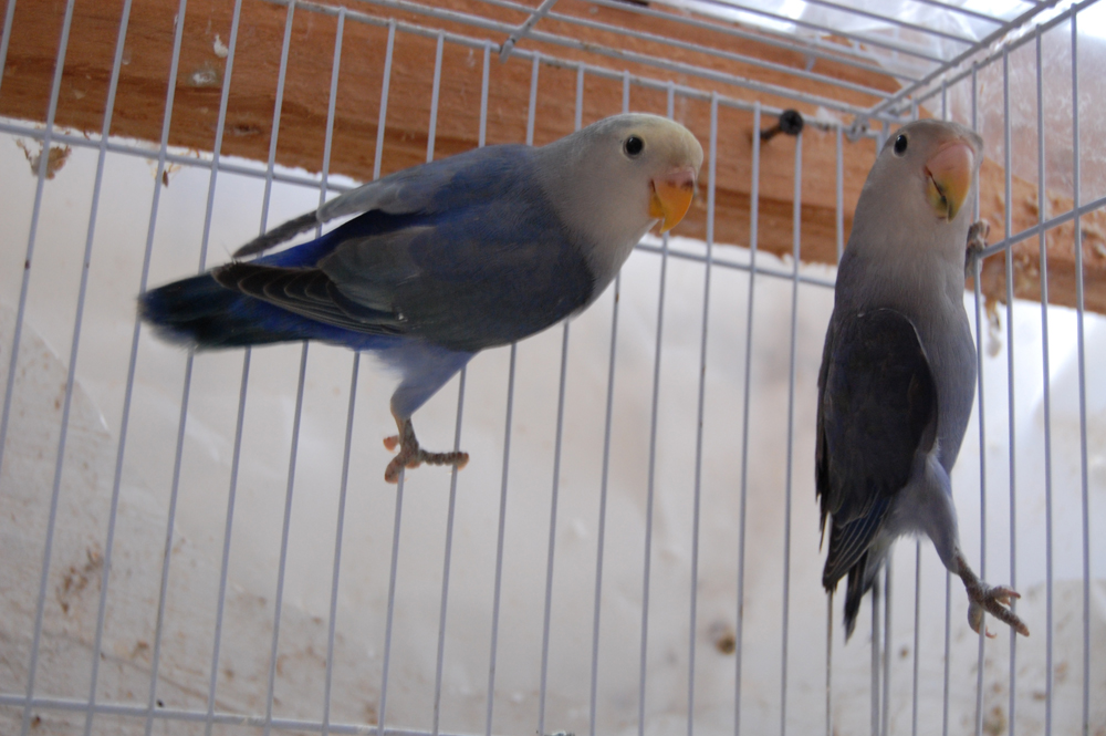 This is a young pair of Violet Peach-Faced Lovebirds that I've just arranged to buy.  I probably won't get them until mid February.