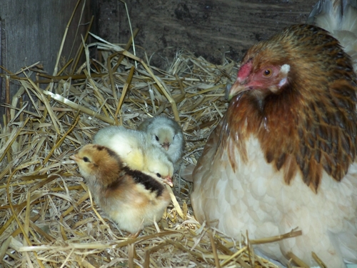 Gertie and her babies