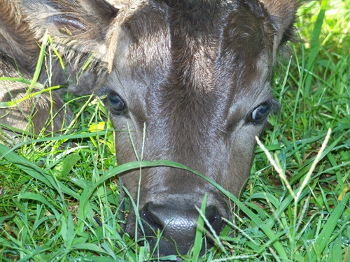 Just born dexter bull calf