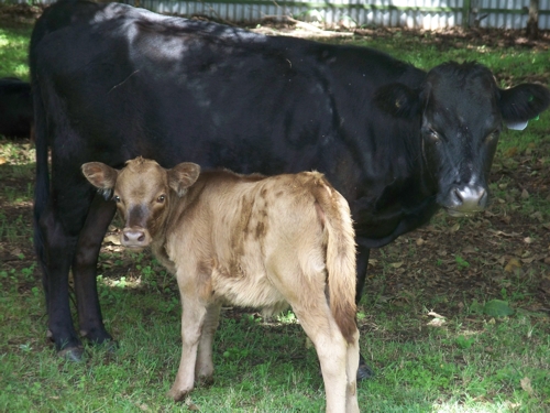 Cris Cedar with her calf Cinnamon, Miss Milky face.