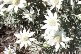 My favourite Australian Flannel Flowers