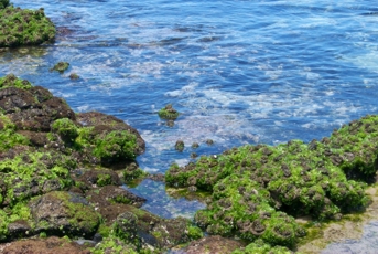 Low tide 