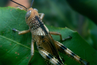 Macro of a locust