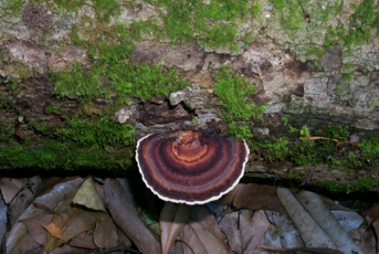 Interesting Fungus growing in rainforest - Murray Scrub Northern NSW