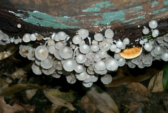 Interesting Fungus growing in rainforest - Murray Scrub Northern NSW