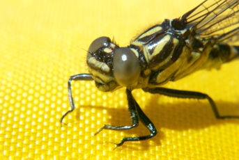 Macro of a Dragon Fly at the Boyd River.