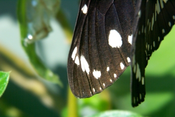 Macro of a butterflies wings just after emerging from it's coccoon.