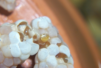 Gold mystery snail emerging from eggs.