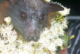 An orphaned flying fox.