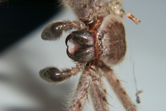 Macro of a huntsman spider