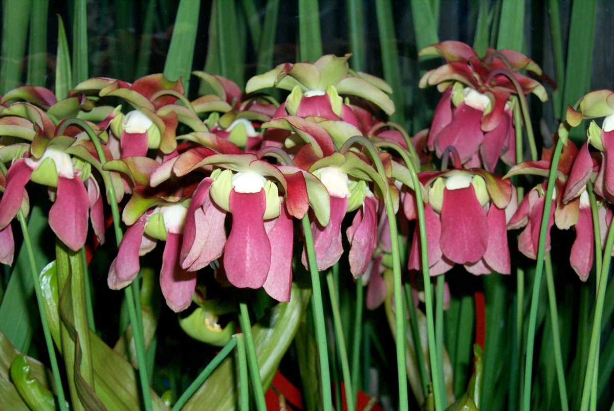 This is the flower of the pitcher plant, after flowering it gets 'pitchers'