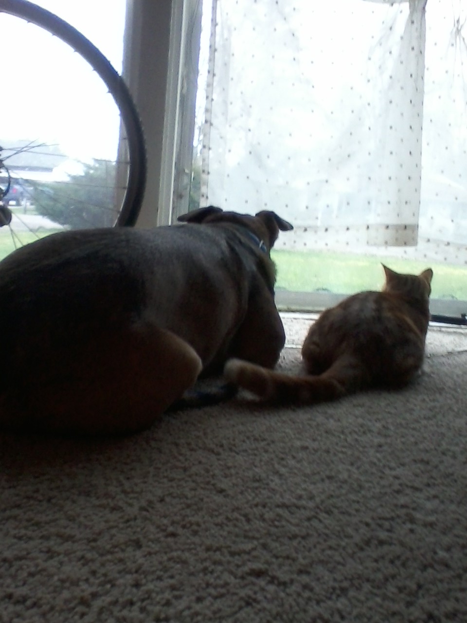 Cheddar and Rhea longing for outside