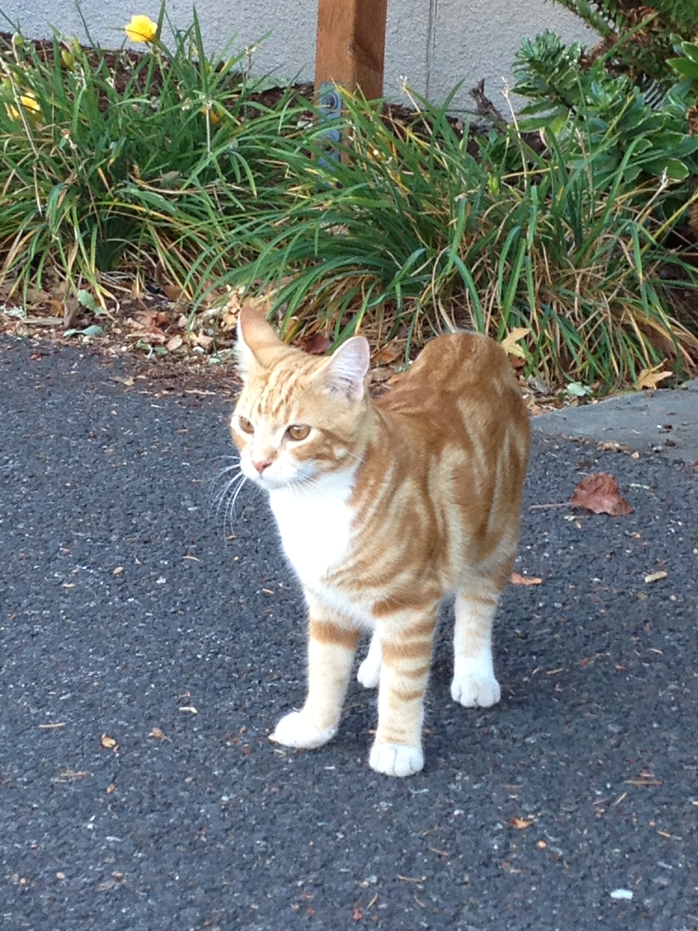 My fearless cat, Cheddar. Allowing  a picture.