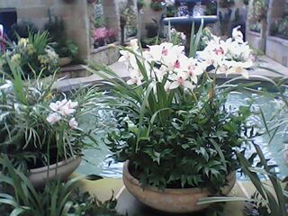 Cymbidiums and Fountain