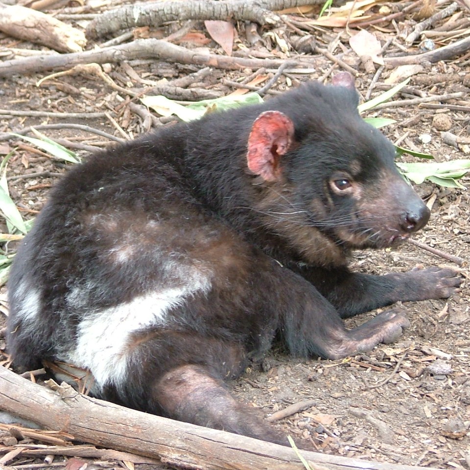 Tasmanian Devil Resting