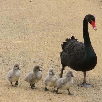 Black Swan & Family