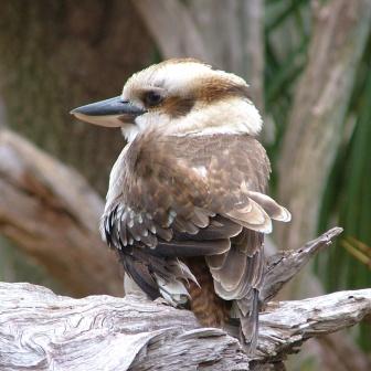 Kookaburra