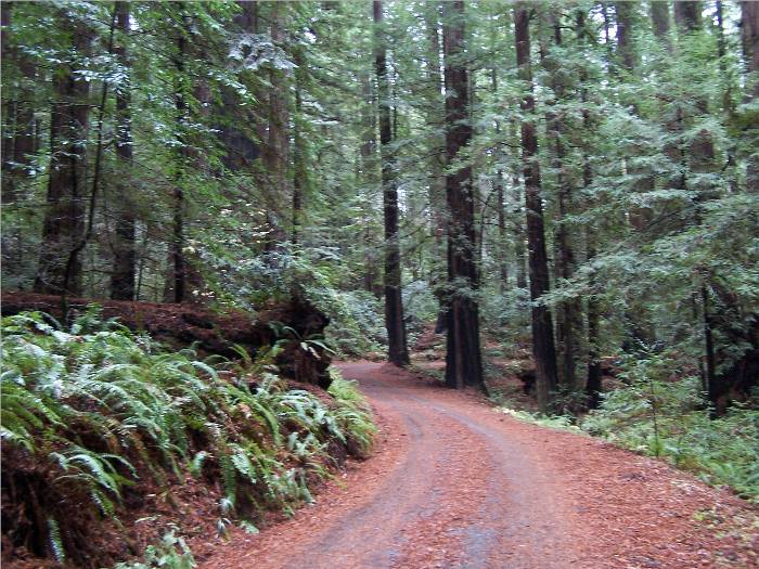 An absolutely beautiful road in northern California which winds through the Redwood Forest.