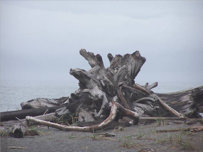 Interesting and HUGE piece of driftwood washed ashore in northern California.  This is a beach where the tsunamis rush in.  It is desolate, except for the awesome driftwood everywhere.