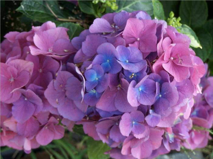 Another view of a multicolored hydrangea.  Beautiful!