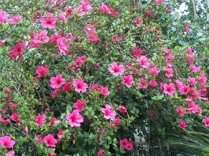 This is the hibiscus bush my dauther, Michelle, planted as a privacy screen at her mobile home.  Looks like it worked!