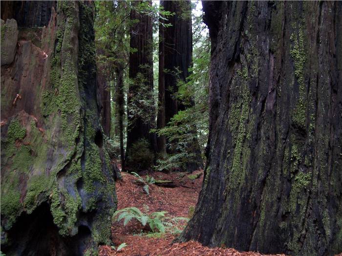 It is so nice to walk in the Redwood Forest - - so cool and quiet.  Very peacful, indeed.