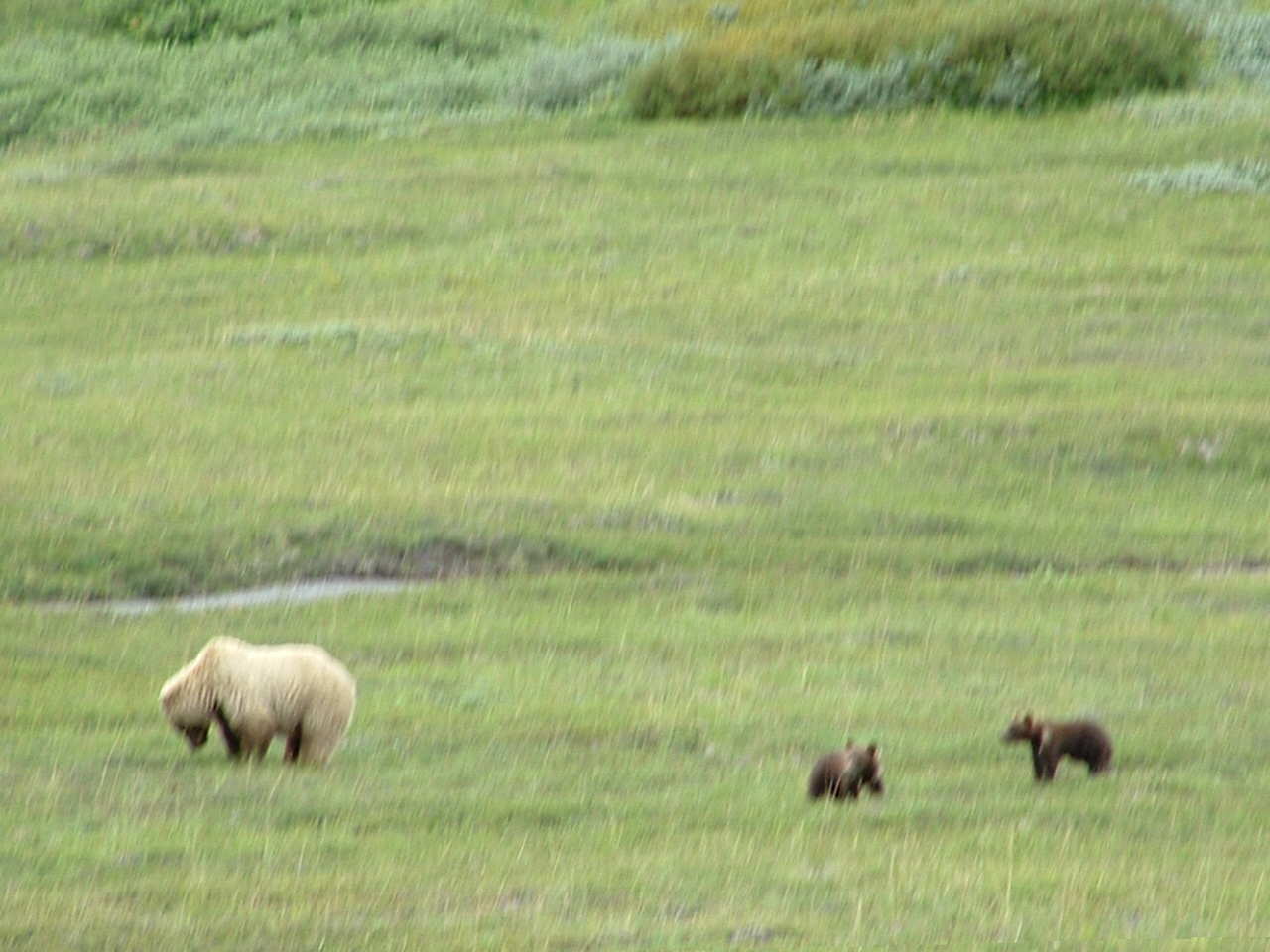 Bear and 2 cubs @Denali Park