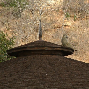 Tsave, kenya
Just watching the world go by...