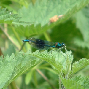 Resting on stinging nettles in Leatherhead, Surrey