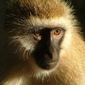 Samburu, Kenya.  Cheeky thing tried running off with a glass ashtray of water I'd put out for her!