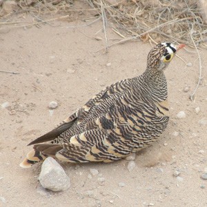 Samburu, Kenya