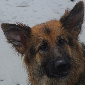 My dad's German Shepherd, happy in her fourth home - understood at last!