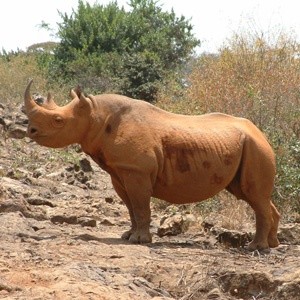 An ex-orphan of Daphne's, Nairobi, Kenya