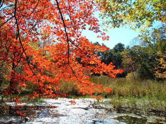 a view from a trail that I walked while geocaching